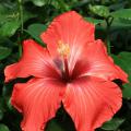 Five bright orange-red petals surround a tall stamen that is dark red at the base and yellow at the tip. Dark green leaves surround the flower.