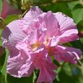 A pink flower in the foreground with foliage out of focus in the back.