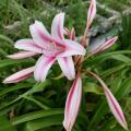 A group of white flowers with bold, pink stripes is pictured against a garden background.