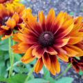 A single, large bloom in orange, red and brown commands the center of this photo, with others of similar color in the background.