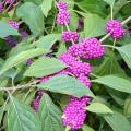 Clusters of small, reddish-purple berries line branches among a sea of green leaves.