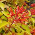 A round cluster of red, tubular flowers rises above a sea of lime green leaves.