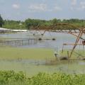 A pivot irrigation system stands in algae-covered water in a flooded field with farm buildings in the distance.