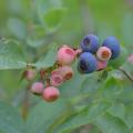 Closeup of blueberries in various stages of ripeness.