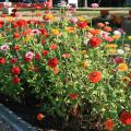 Dozens of brightly colored flowers rise on long, slender stems from a mass planting in a flower bed.