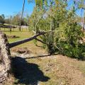  A tree lays on the ground with its entire root system exposed.