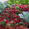 Upright, green leaves rise above mounding red flowers.