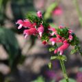 Tiny pink blooms emerge along a green spike.