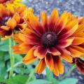 Three large, yellow flowers with dark centers bloom on green stems.