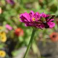 A moth feeds from a purple bloom.