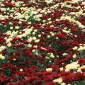 Maroon and white flowers cover a carpet of green foliage.