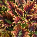 These red and green leaves have ruffled edges.