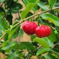 Round, red fruit grows on a branch.