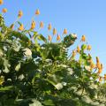 Individual yellow blooms stand upright from green foliage.