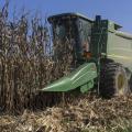 A combine harvests corn.