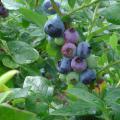 Blueberries grow on a bush.