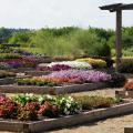 Trial gardens in bloom