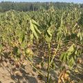 Wilting, sunbaked cotton plants in a dry field.