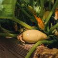 A squash sits in a garden.