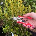 A hand holding shears prepares to trim a branch.