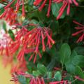 Numerous red, trumpet-shaped flowers bloom on a vine.