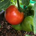 A large, red tomato is next to green tomatoes.