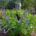 A garden bust is surrounded by a bush covered with purple flowers.