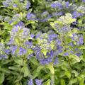 Tiny purple flowers bloom on golden foliage.