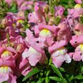 Pink blooms grown on green stems.