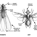 Black and white, labeled drawing of a winged termite and winged ant.