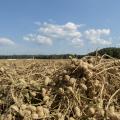 Harvested peanuts rest on the vine in the field after harvest.