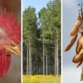 A photo illustration shows a closeup of a broiler’s head, a stand of pine trees, and a closeup of soybean pods on the stalk.