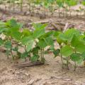 Small soybean plants grow in a crowded row.