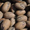 Brown pecans have black stripes.