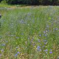 A grassy garden area is topped by delicate purple blooms.