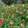 Dozens of colorful blooms rise above grassy foliage.