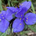 Three purple flowers bloom in a small cluster.