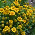 Dozens of yellow flowers have round, yellow centers.