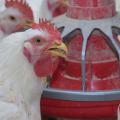 White chickens with red faces eat from a red feeder.