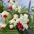 A cluster of white flowers have red centers.