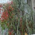 A small tree covered with red berries grows outside a building.