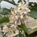 White flowers grow in a cluster on a branch.