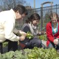 Mississippi State University professor David Nagel, left, oversees vegetable production students Bailey Martin and Anna Laurin Harrison as they harvest a fall crop in planters that grow edible landscapes outside a campus building. (File photo by MSU College of Forest Resources/Karen Brasher)