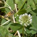 Mississippi State University participated in a recent U.S. Department of Agriculture study that looked at several herbicides’ toxicity to honeybees. (Photo by MSU Extension Service/Kevin Hudson)
