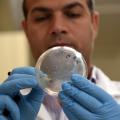 Dr. Hossam Abdelhamed, a postdoctoral fellow at the Mississippi State University College of Veterinary Medicine, examines an agar plate with bacterial colonies of listeria. A group of researchers at the college, including Abdelhamed, developed a faster, more efficient method of performing genetic studies of listeria, which will help scientists worldwide find ways to better control the pathogen and treat those who become ill. (Photo by MSU College of Veterinary Medicine/Tom Thompson)