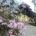 This Rhododendron canescens, commonly known as pink honeysuckle azalea, grows along the trail leading to the Pinecote Pavilion at the Crosby Arboretum in Picayune. It is one of the hundreds of plant species growing at the public garden which recently received the Garden Excellence Award from the American Public Gardens Association. (Photo by MSU Extension Service/Pat Drackett)