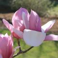 Some saucer magnolias can have blooms up to 10 inches across with colors ranging from white and pink to a bold purple. (Photo by MSU Extension/Gary Bachman)