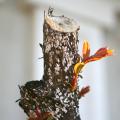 Crape myrtle bark scale appear as white or gray encrusted waxy spots around pruning cuts and in the crotches of branches. Underneath the waxy coating, the scale appear to be pink. (Photo by MSU Extension Service/Gary Bachman)