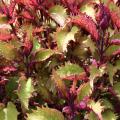 Sun coleus has moved from an obscure shade plant to a popular full sun plant that thrives in Mississippi summers. Plant breeders have developed rich and highly variegated sun coleus selections. (Photo by MSU Extension Service/Gary Bachman)