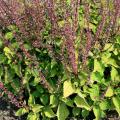 Remove the nonshowy flowers from plants like this coleus to allow the colorful foliage to be the focus. (Photo by MSU Extension Service/Gary Bachman)